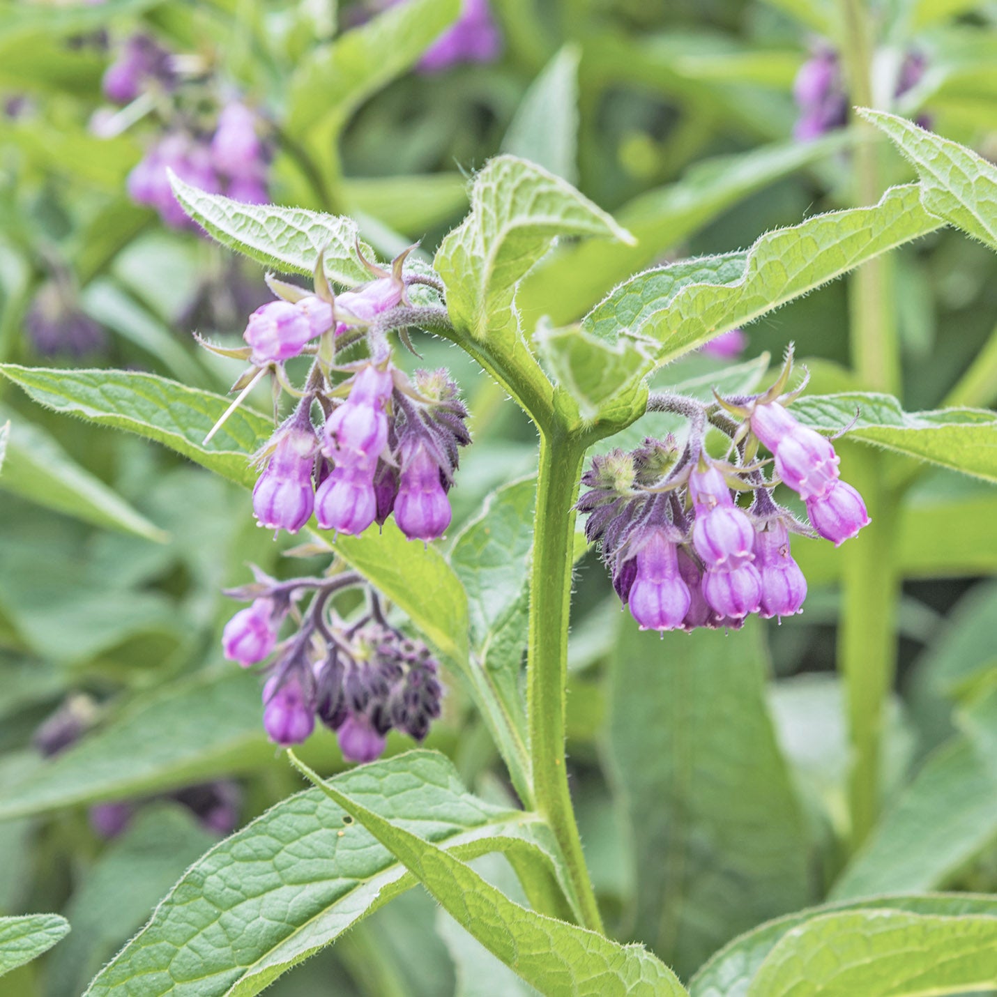 Comfrey Leaf Extract