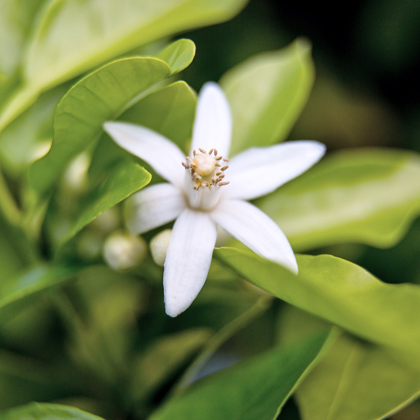 Neroli Oil