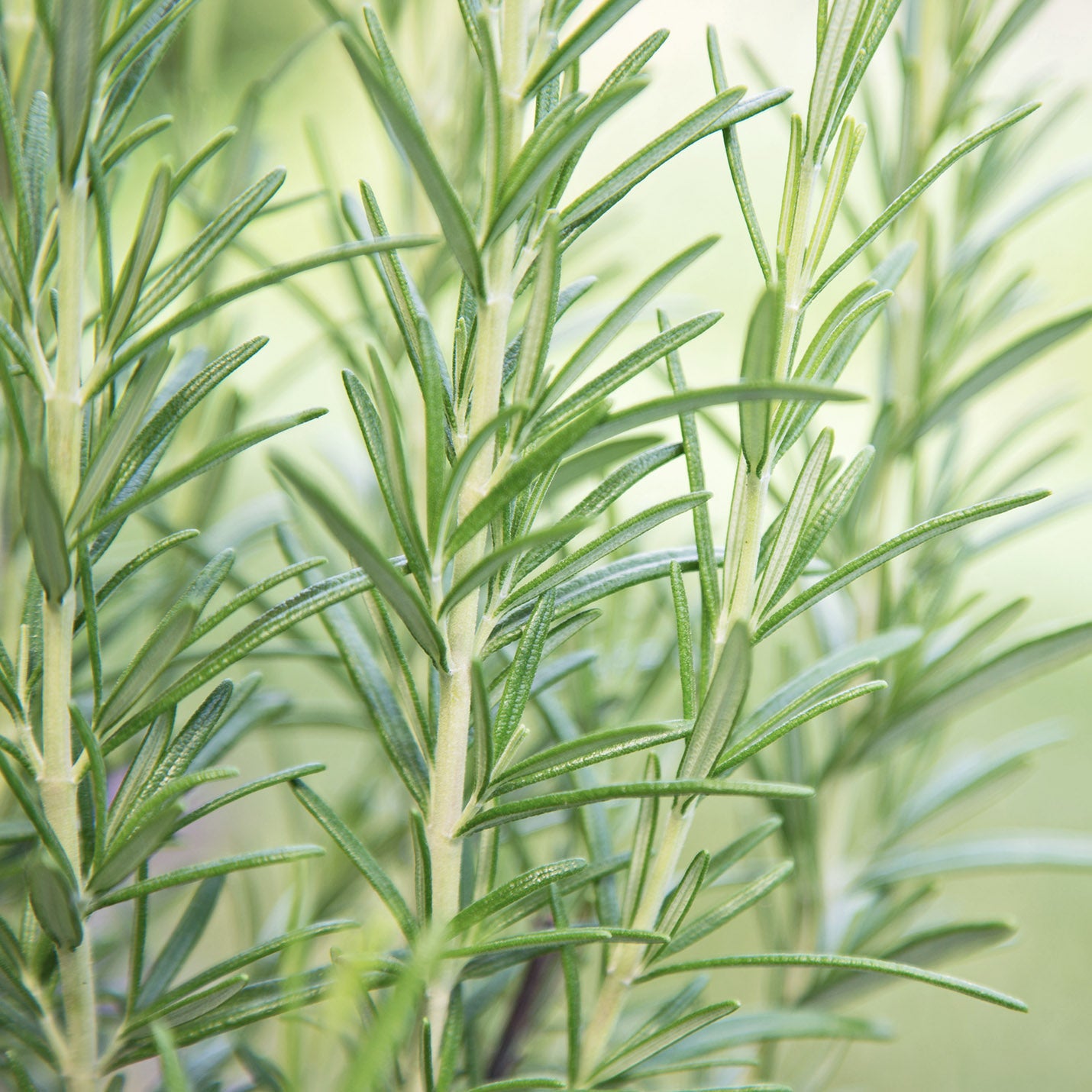 Rosemary Leaf Oil