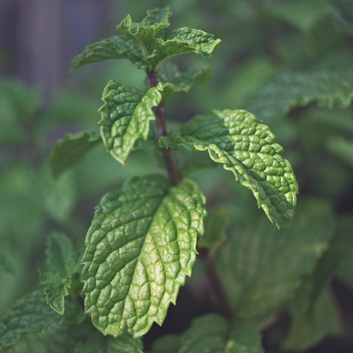 Spearmint Leaf Oil